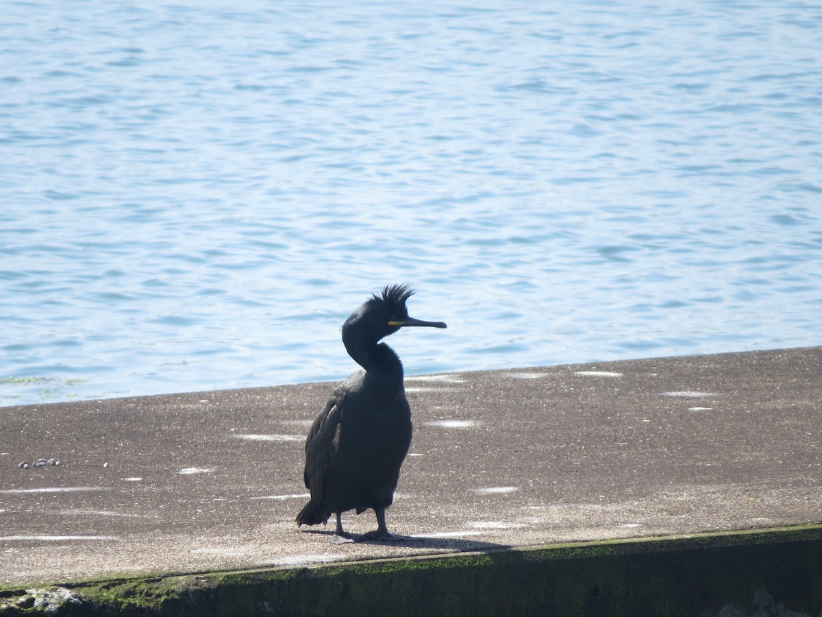 European Shag - ML642205698
