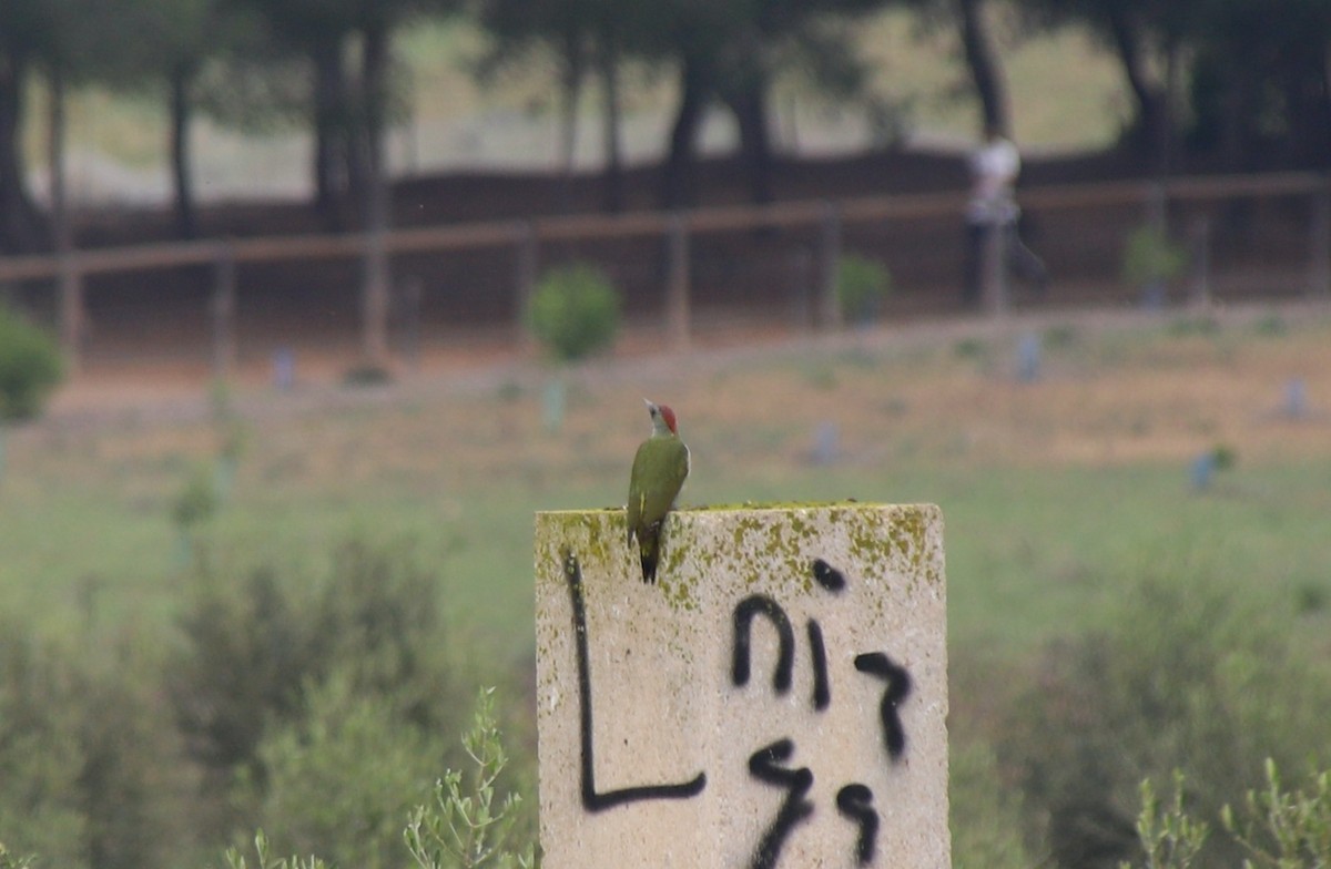 Iberian Green Woodpecker - ML642205702