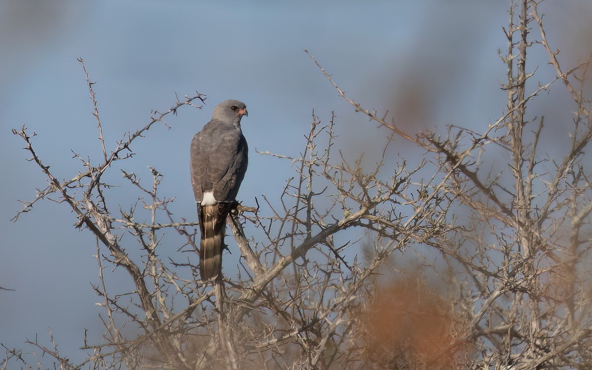 Gabar Goshawk - ML642205707