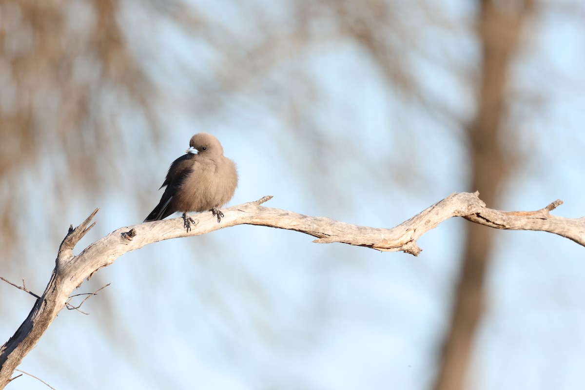Dusky Woodswallow - ML642205715