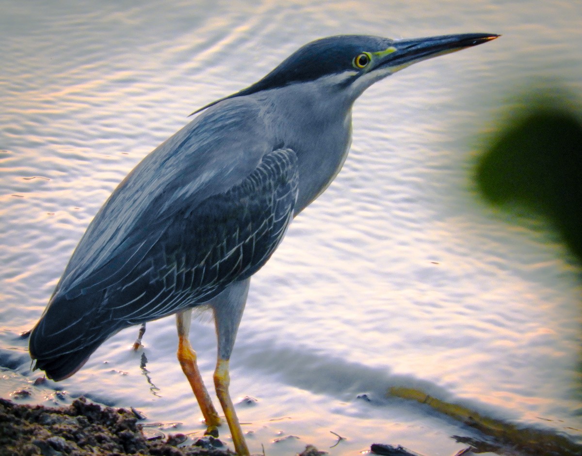 Striated Heron - ML642205717