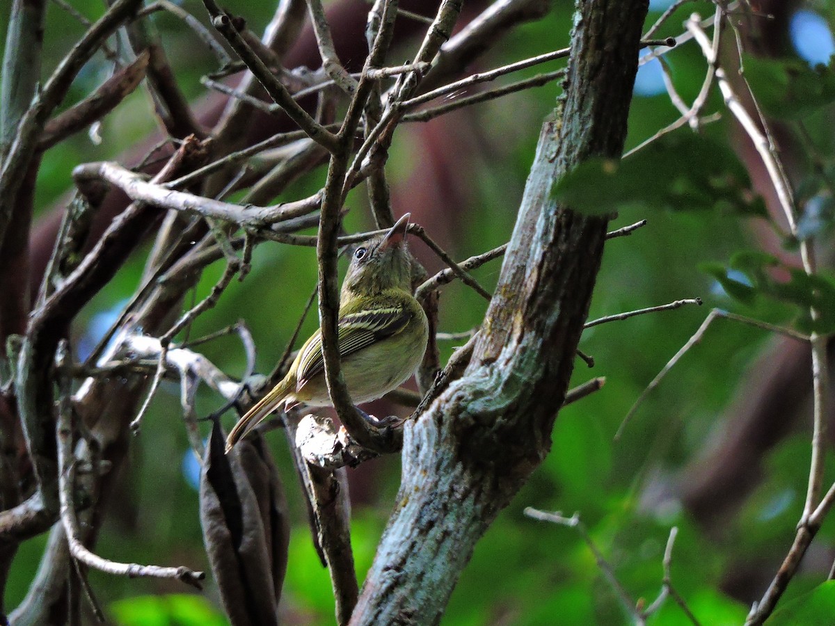 Smoky-fronted Tody-Flycatcher - ML642205727