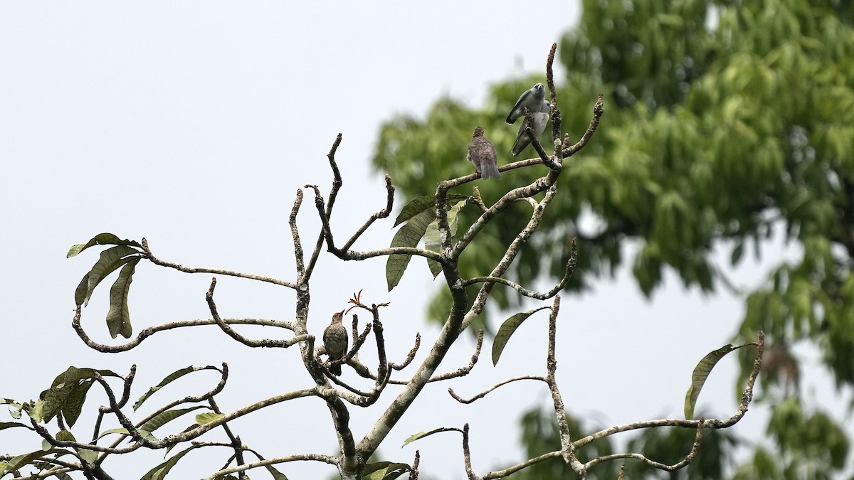 Merle des Nilgiri - ML642205788
