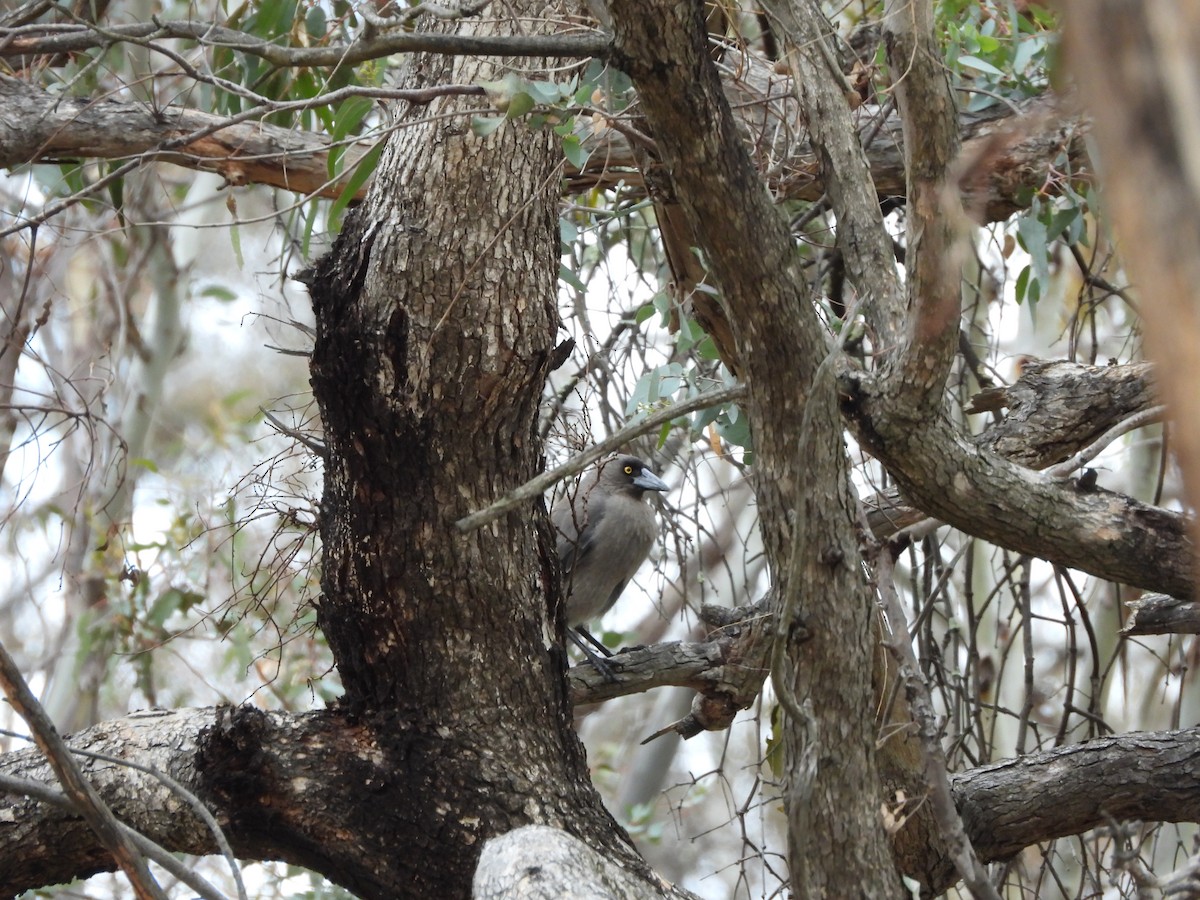 Gray Currawong - ML642205806