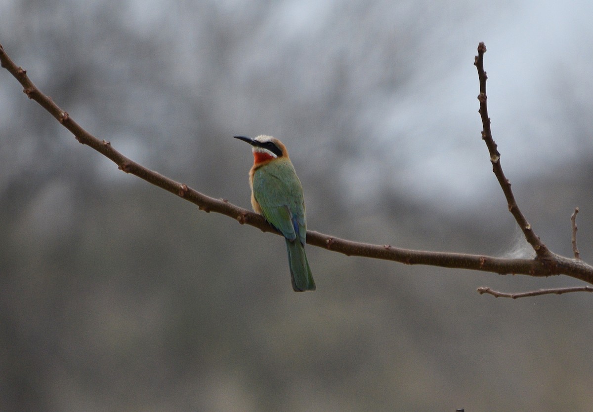 White-fronted Bee-eater - ML642205812