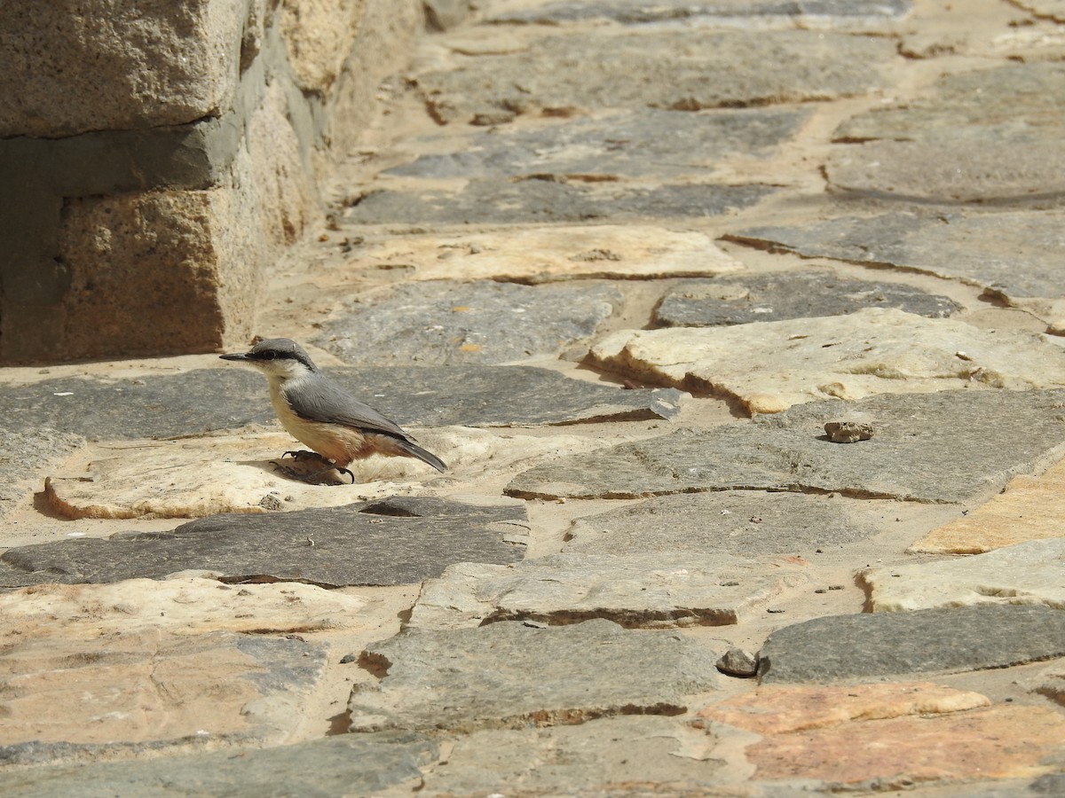 Western Rock Nuthatch - ML642205813