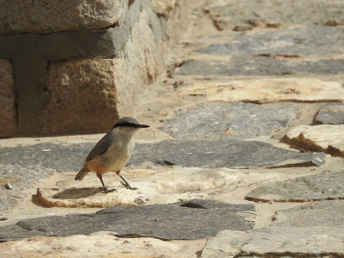 Western Rock Nuthatch - ML642205814