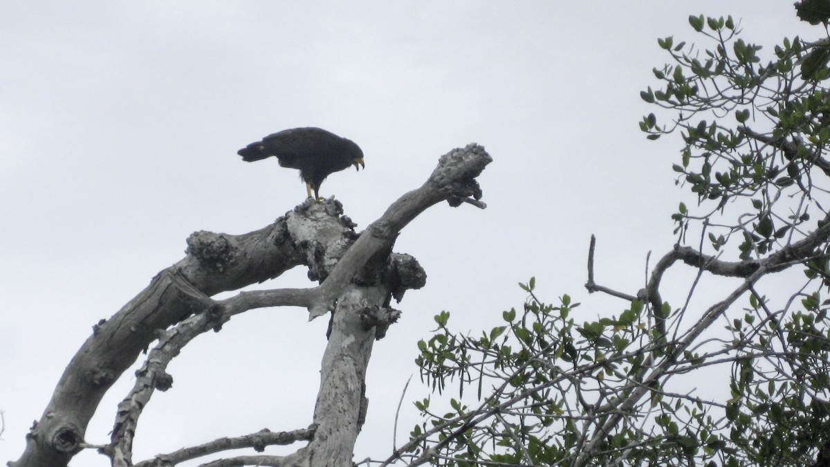 Zone-tailed Hawk - ML642205816