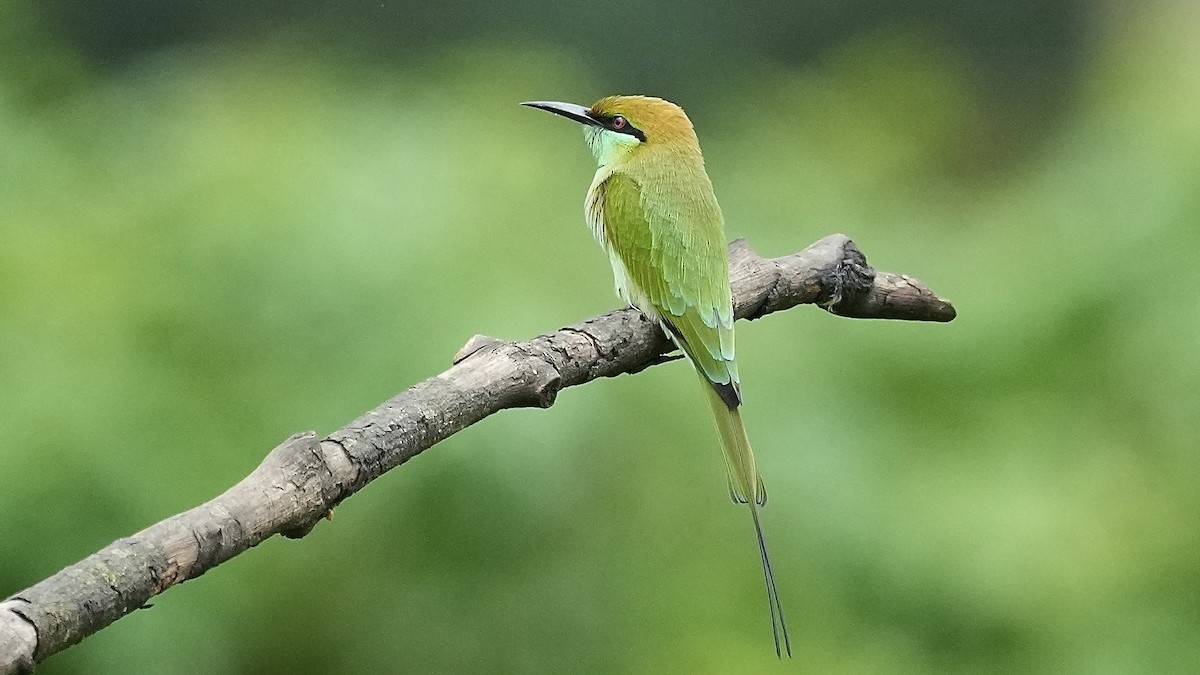 Asian Green Bee-eater - ML642205826