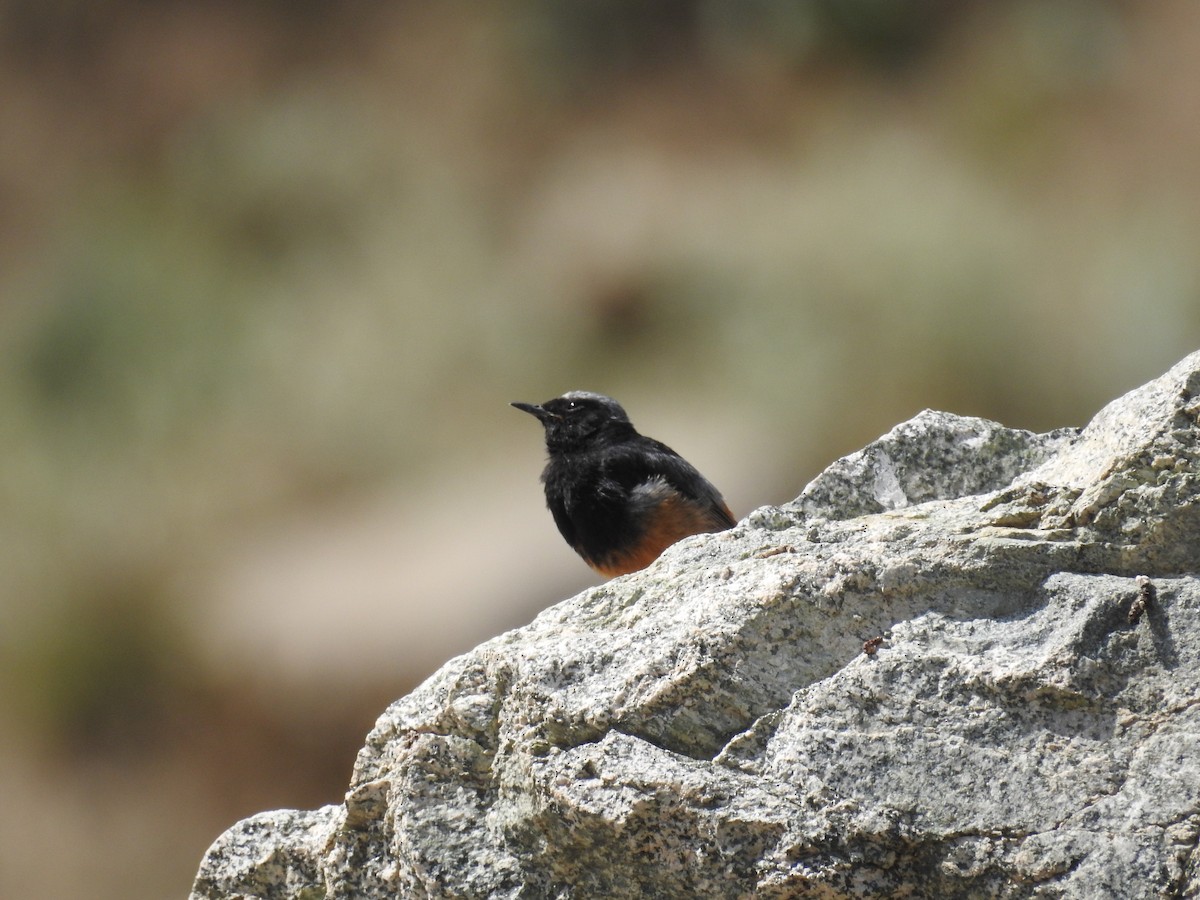 Мойлон гал сүүлт - ML642205829