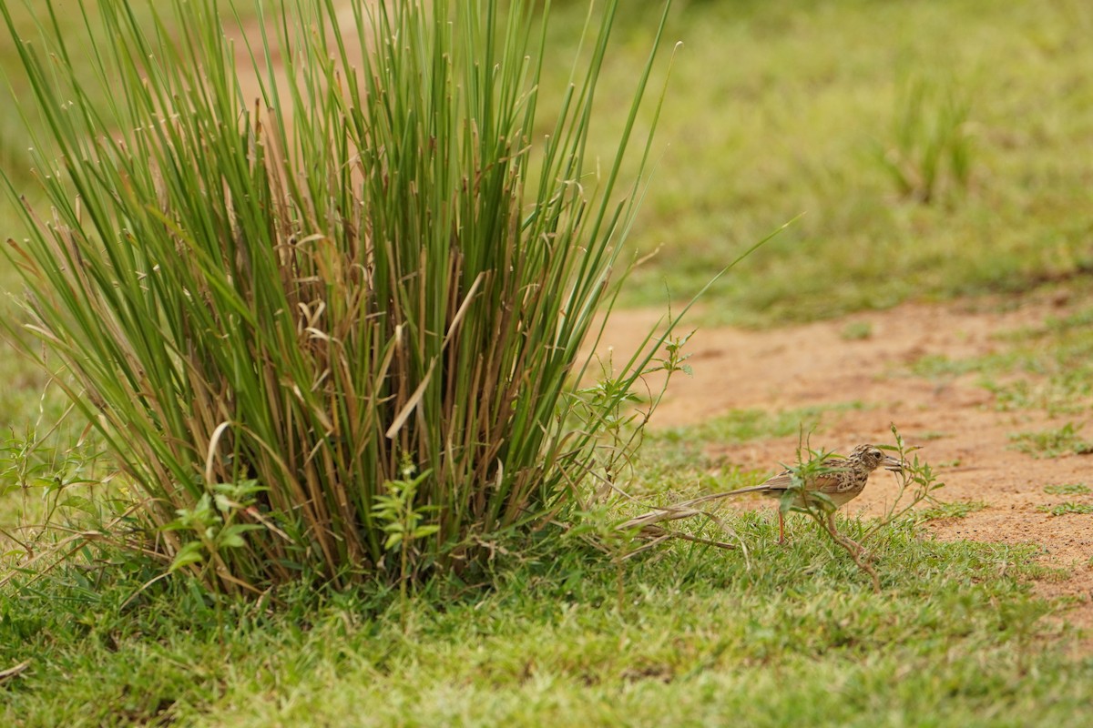 Jerdon's Bushlark - ML642205831