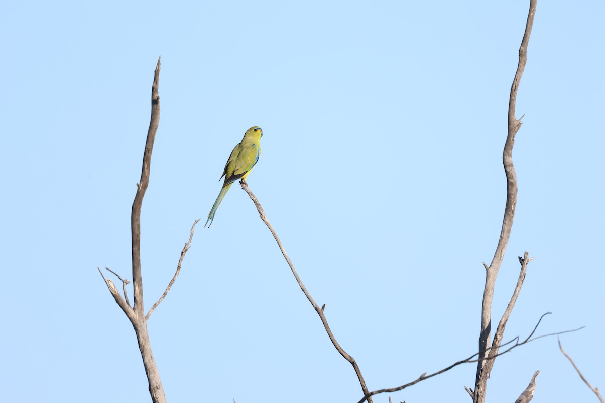 Elegant Parrot - ML642205836