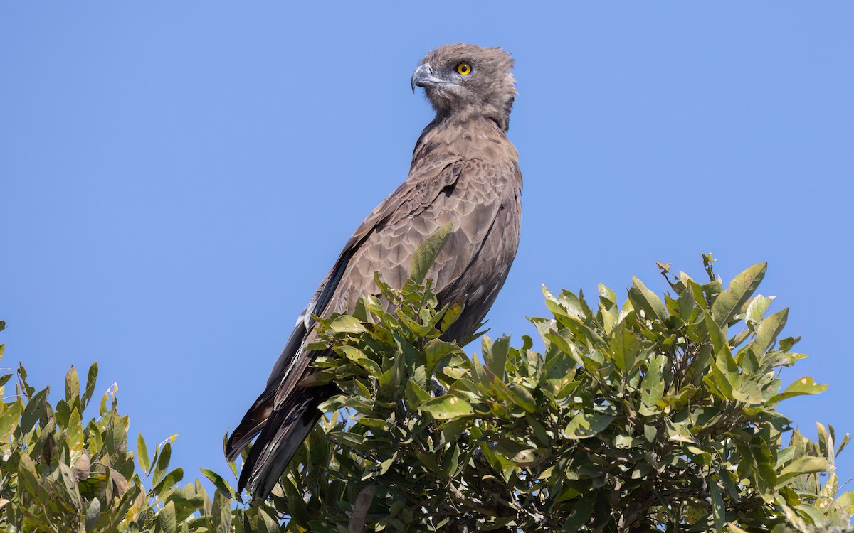Brown Snake-Eagle - ML642205857
