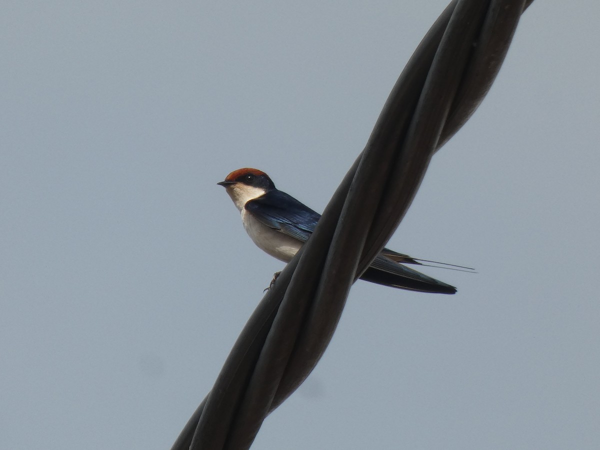 Wire-tailed Swallow - ML642205859