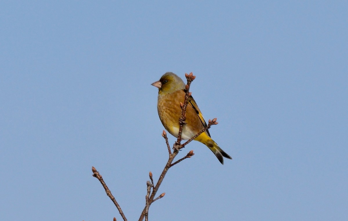 Oriental Greenfinch - ML642205861