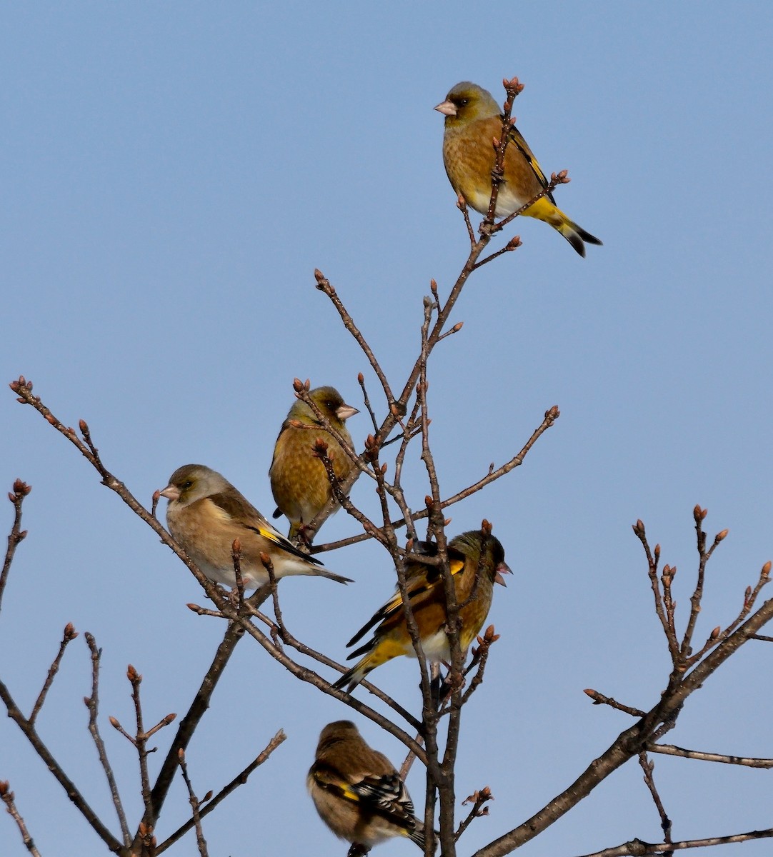Oriental Greenfinch - ML642205862