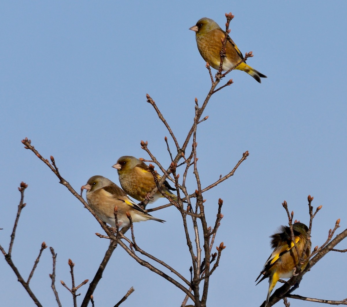 Oriental Greenfinch - ML642205863