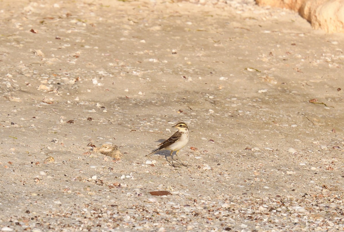 Eastern Yellow Wagtail - ML642205869