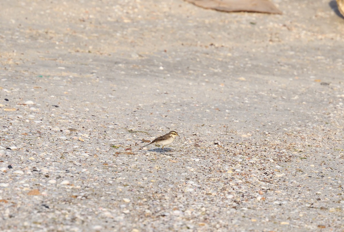 Eastern Yellow Wagtail - ML642205870