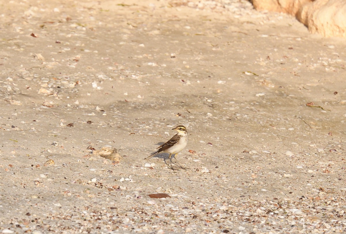 Eastern Yellow Wagtail - ML642205871