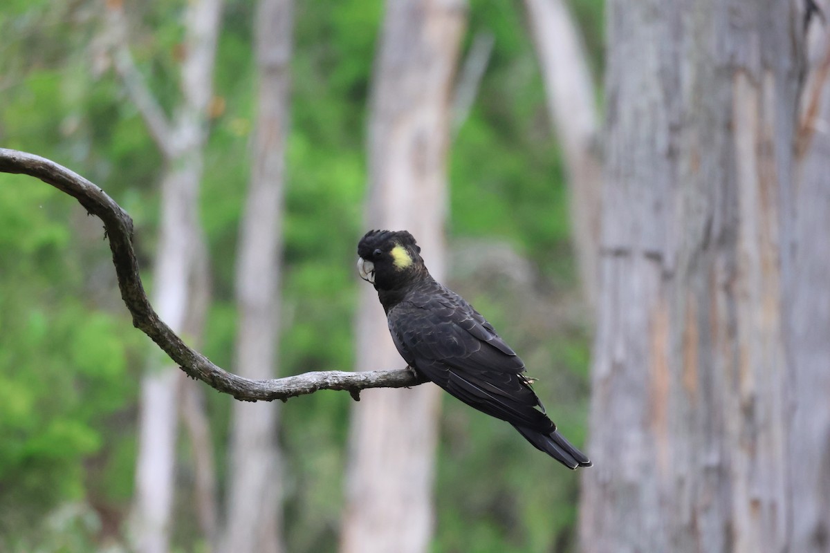 Yellow-tailed Black-Cockatoo - ML642205874