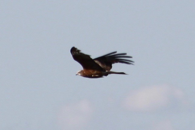Square-tailed Kite - ML642205877