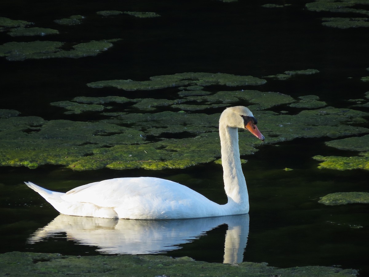 Mute Swan - ML642205878