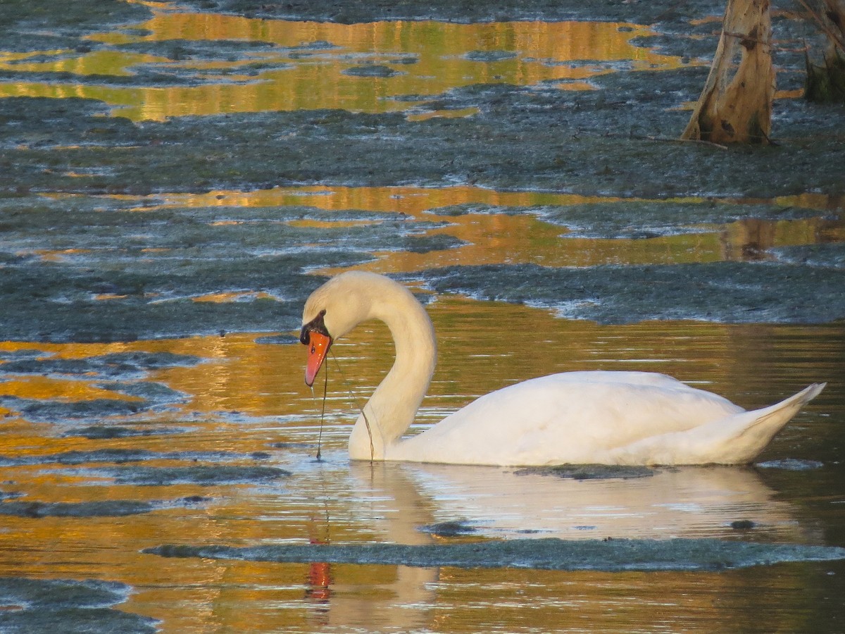 Mute Swan - ML642205879