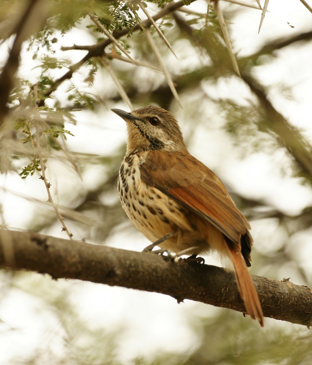 Spotted Morning-Thrush - ML642205881