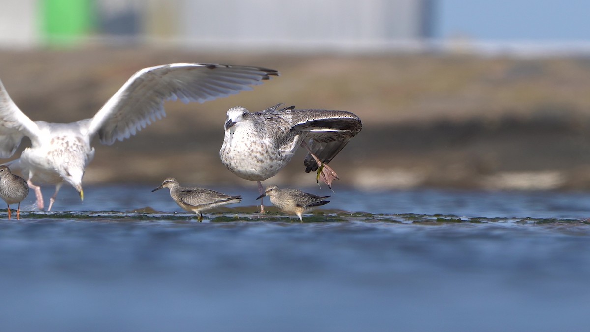 Red Knot - ML642205888