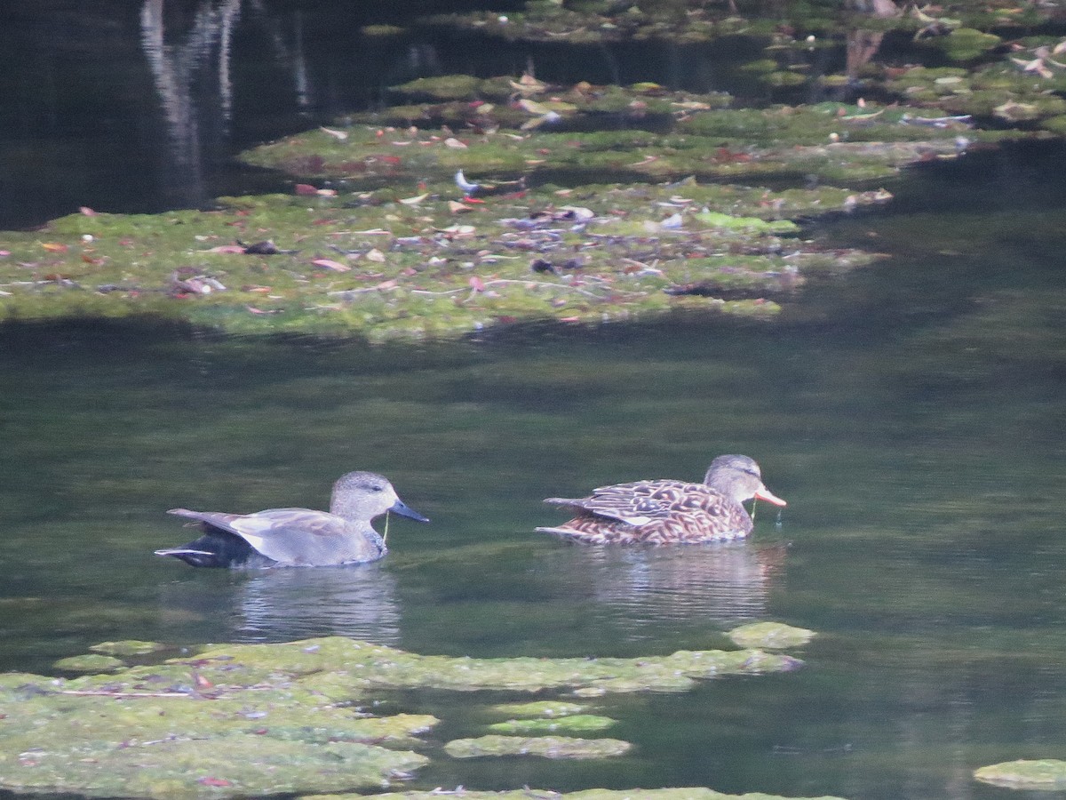 Gadwall - ML642205891