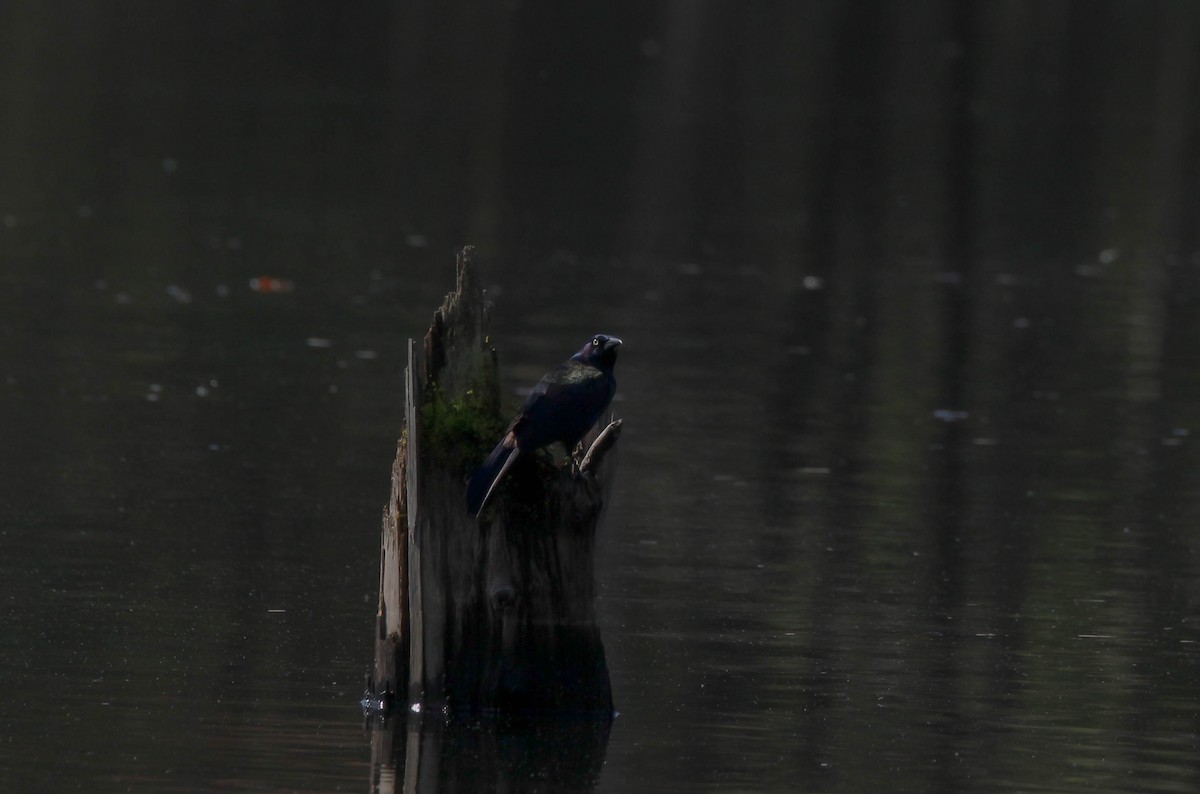 Common Grackle - ML642205894