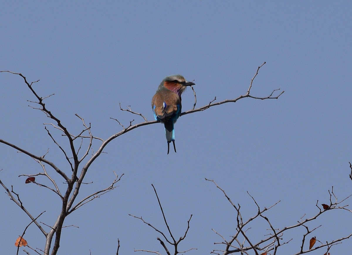 Lilac-breasted Roller - ML642205895