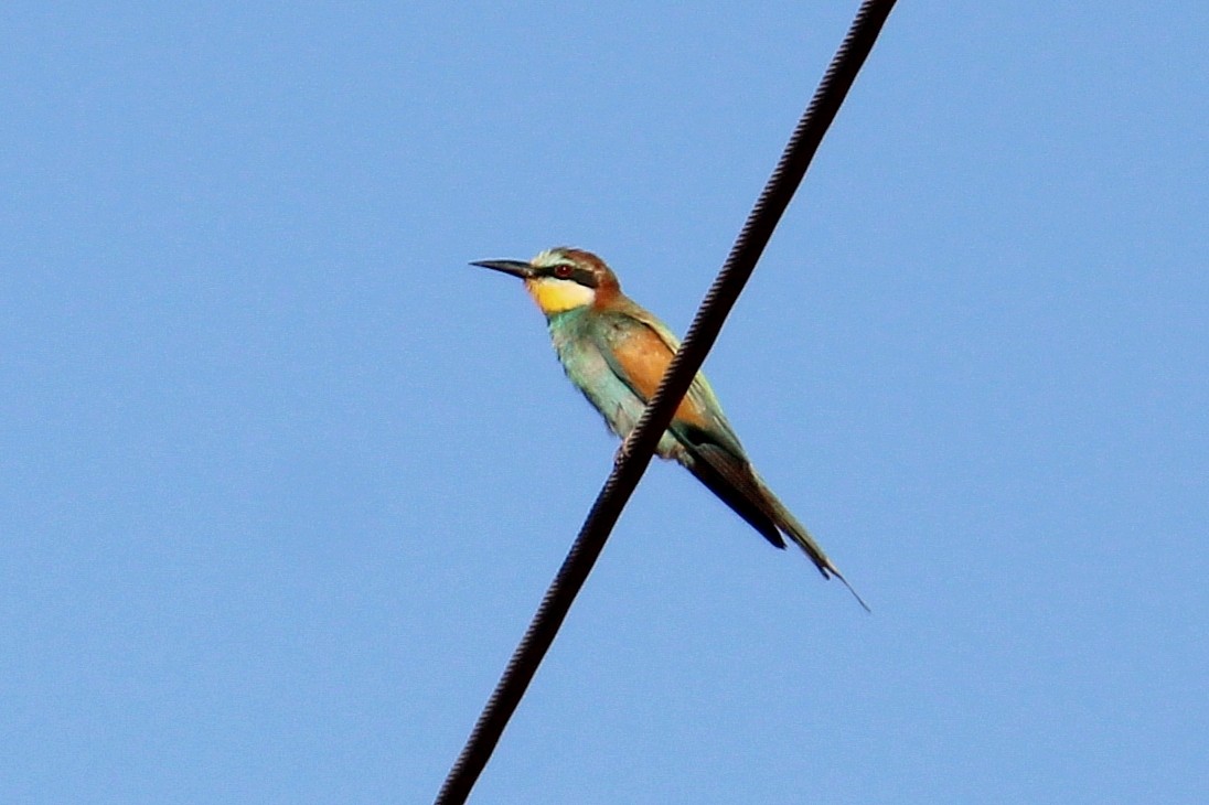 European Bee-eater - ML642205908