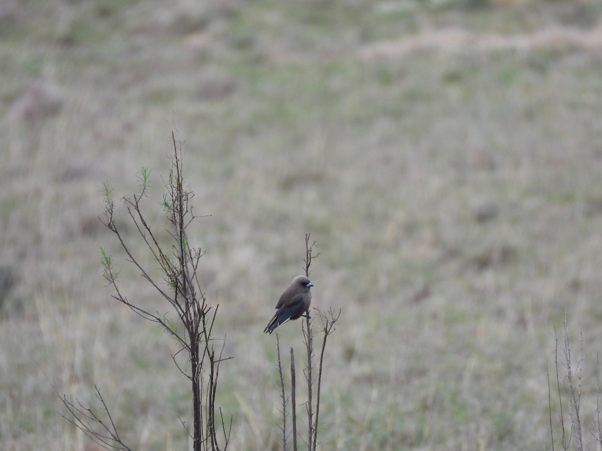 Dusky Woodswallow - ML642205910