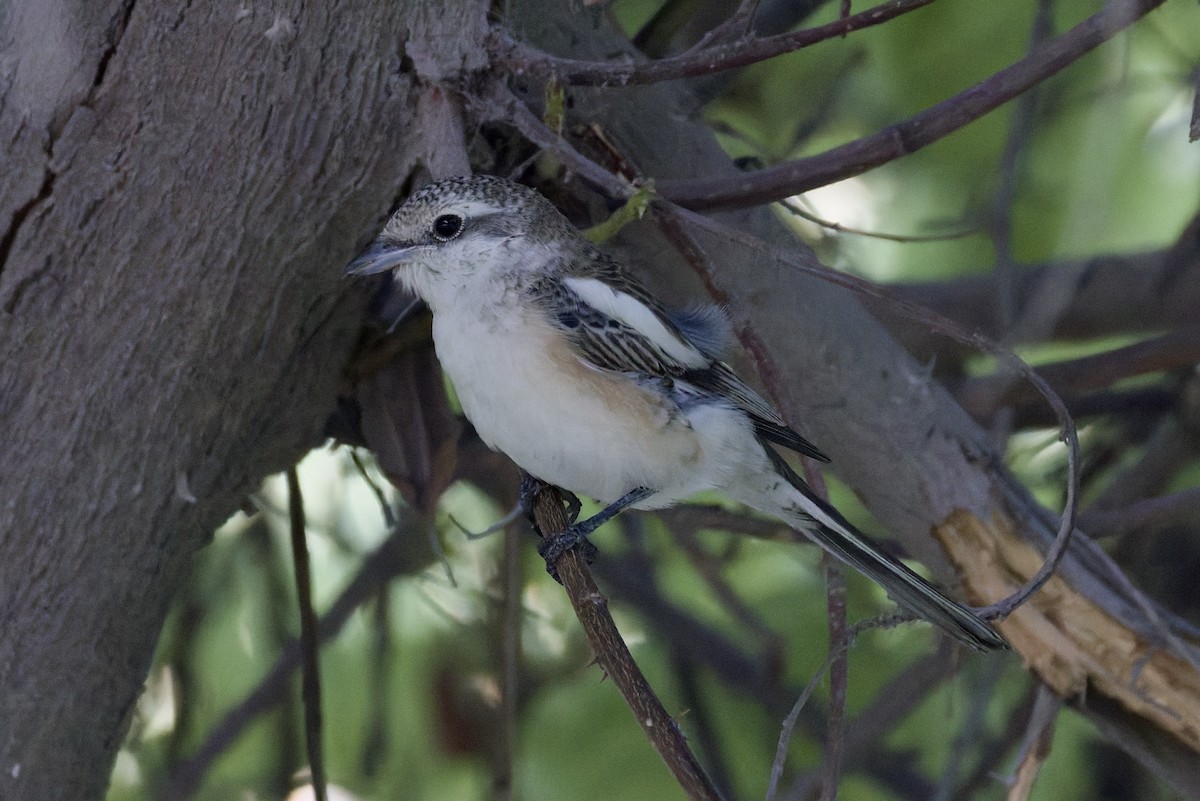Masked Shrike - ML642205913