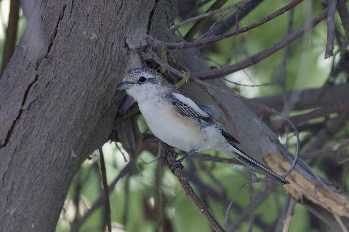 Masked Shrike - ML642205914