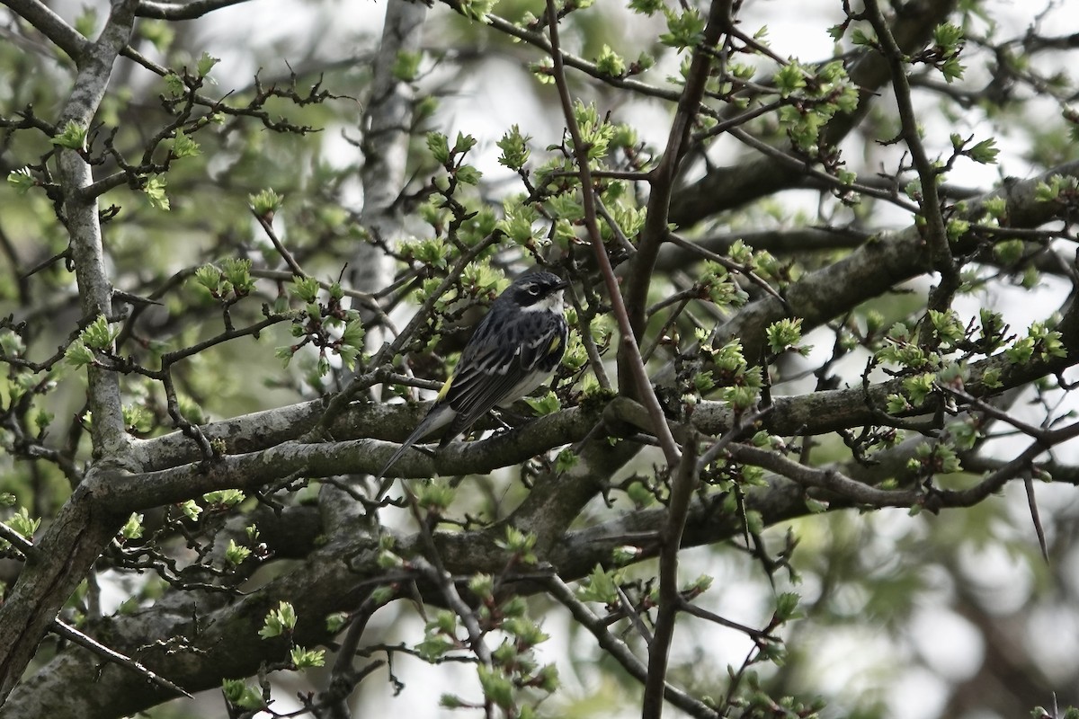 Yellow-rumped Warbler (Myrtle) - ML642205915