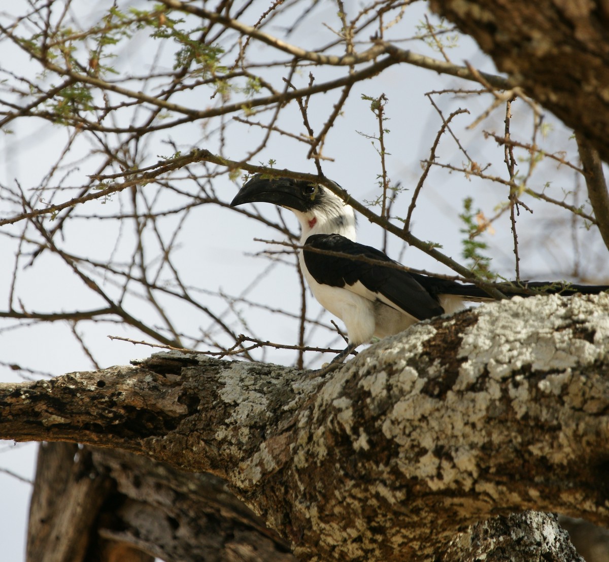 Von der Decken's Hornbill - ML642205916