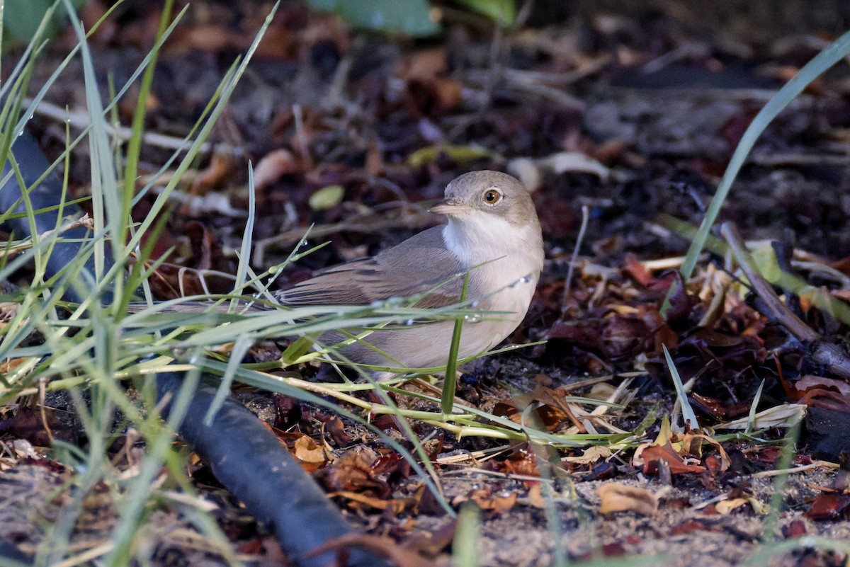 Greater Whitethroat - ML642205917