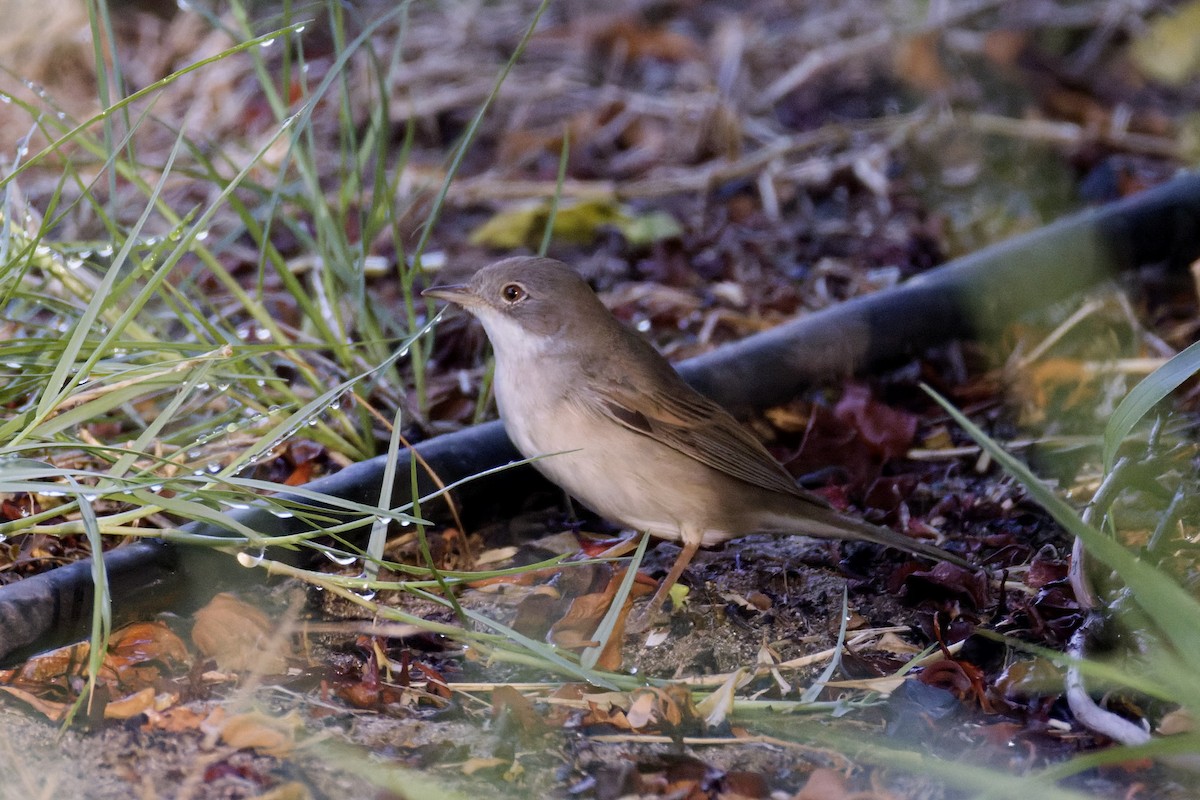 Greater Whitethroat - ML642205918