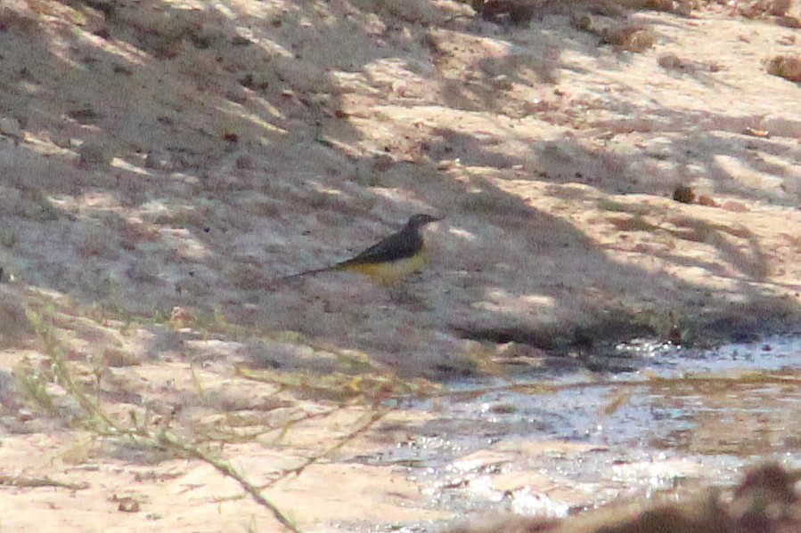 Gray Wagtail - ML642205919