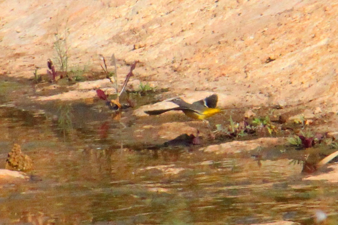 Gray Wagtail - ML642205920