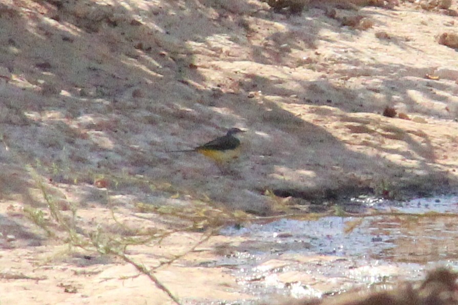 Gray Wagtail - ML642205921