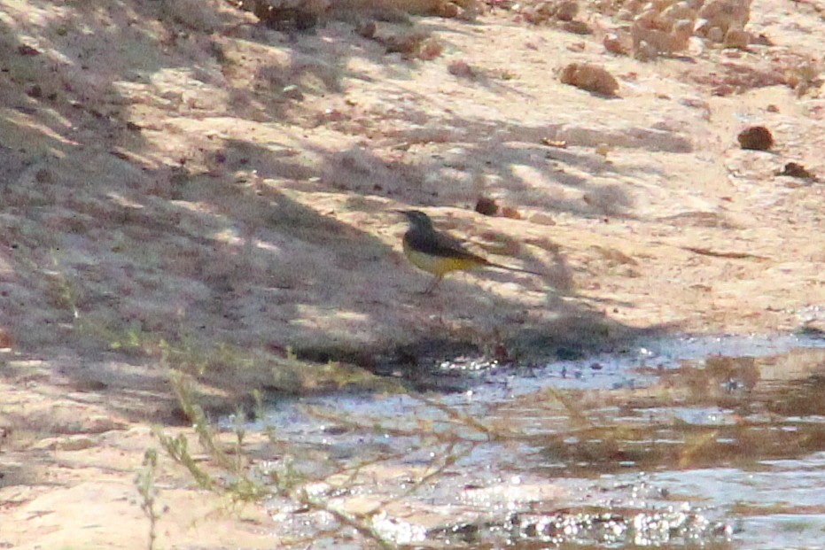 Gray Wagtail - ML642205922