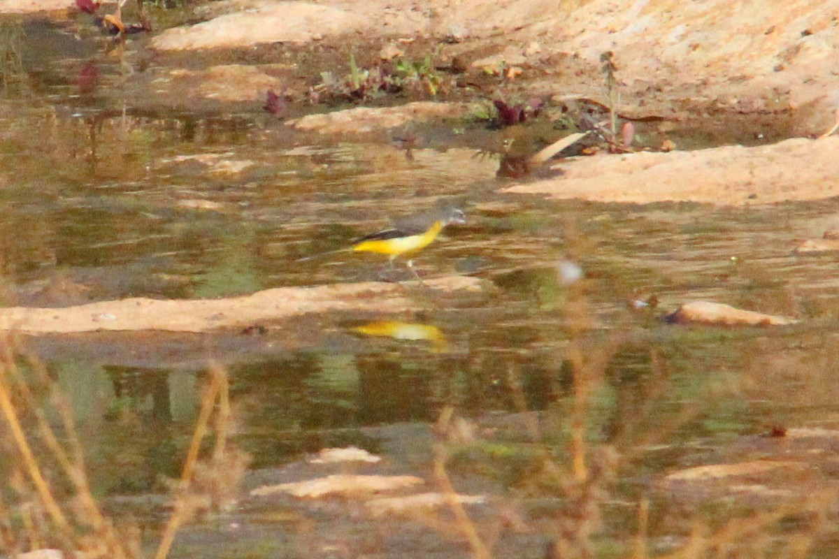 Gray Wagtail - ML642205923