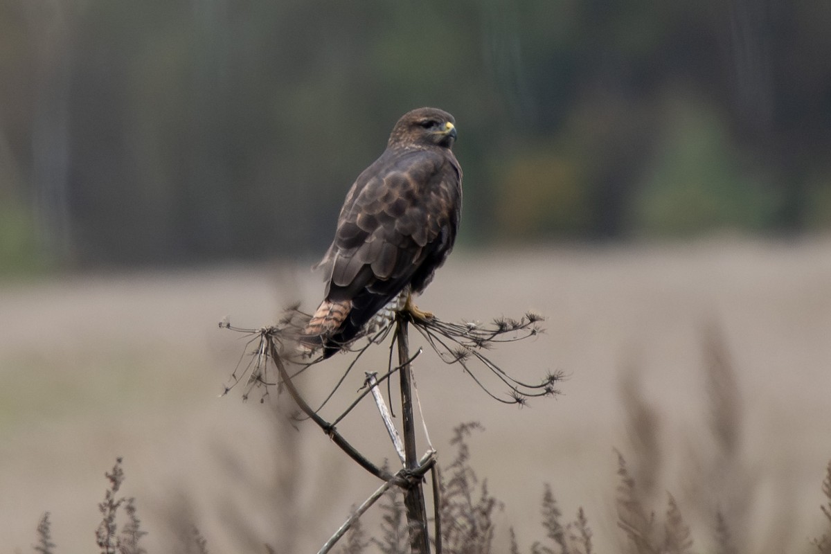 Common Buzzard - ML642205925