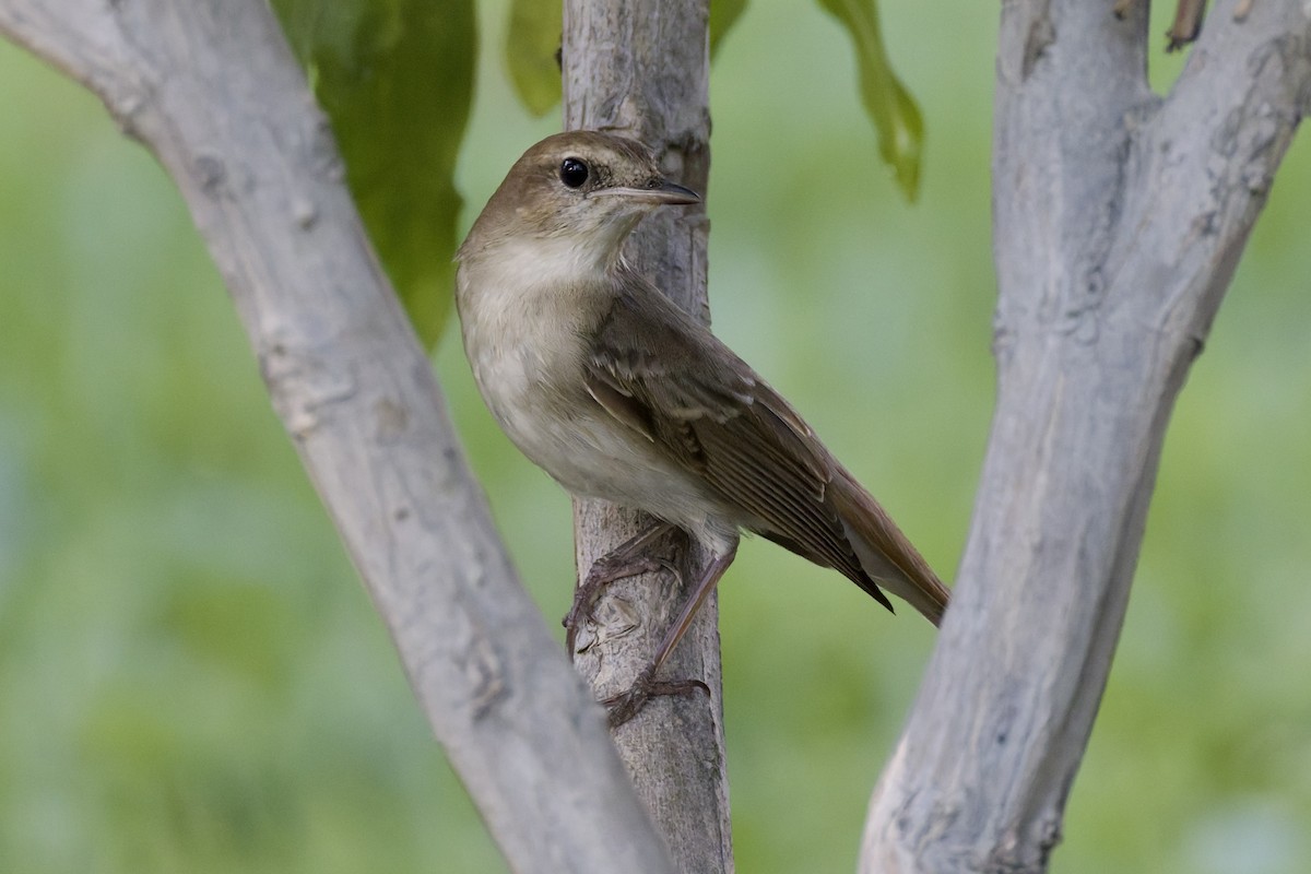 Common Nightingale - ML642205926