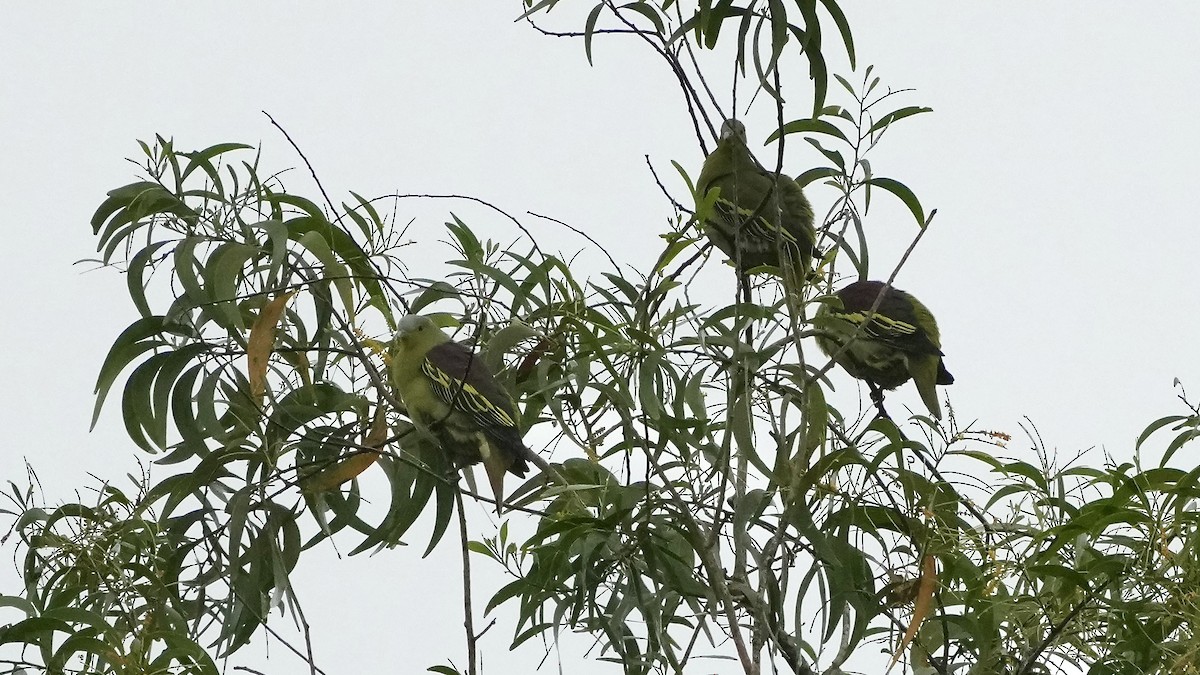 Gray-fronted Green-Pigeon - ML642205966