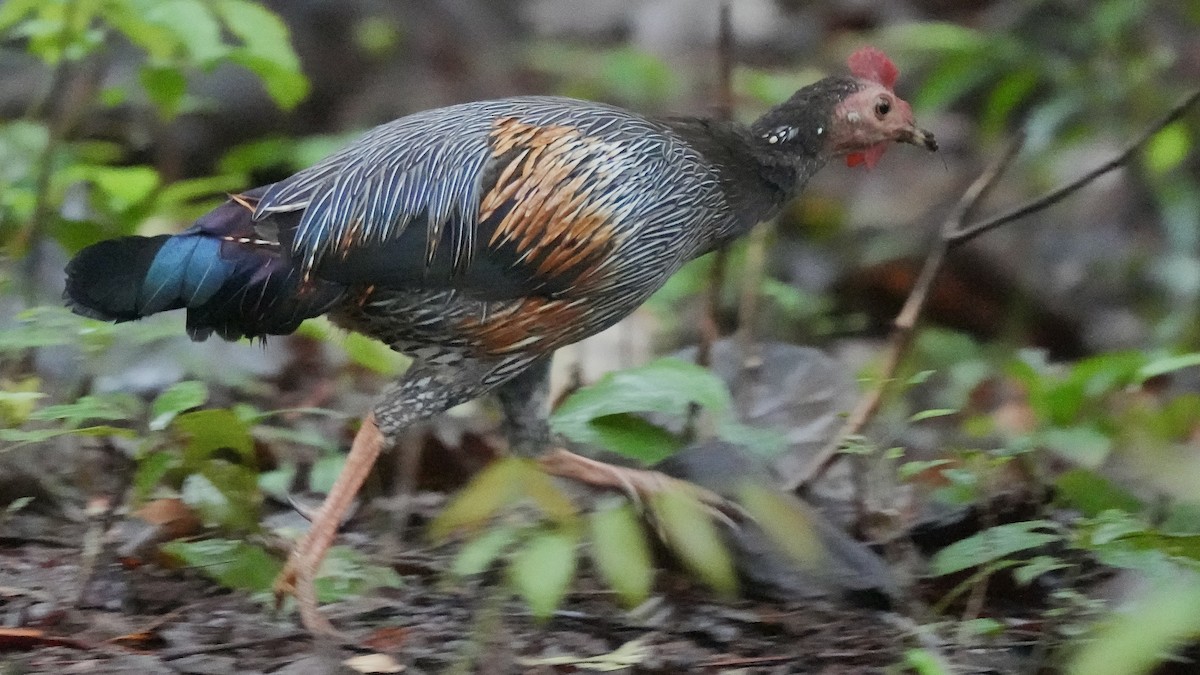 Benekli Yaban Tavuğu - ML642206060